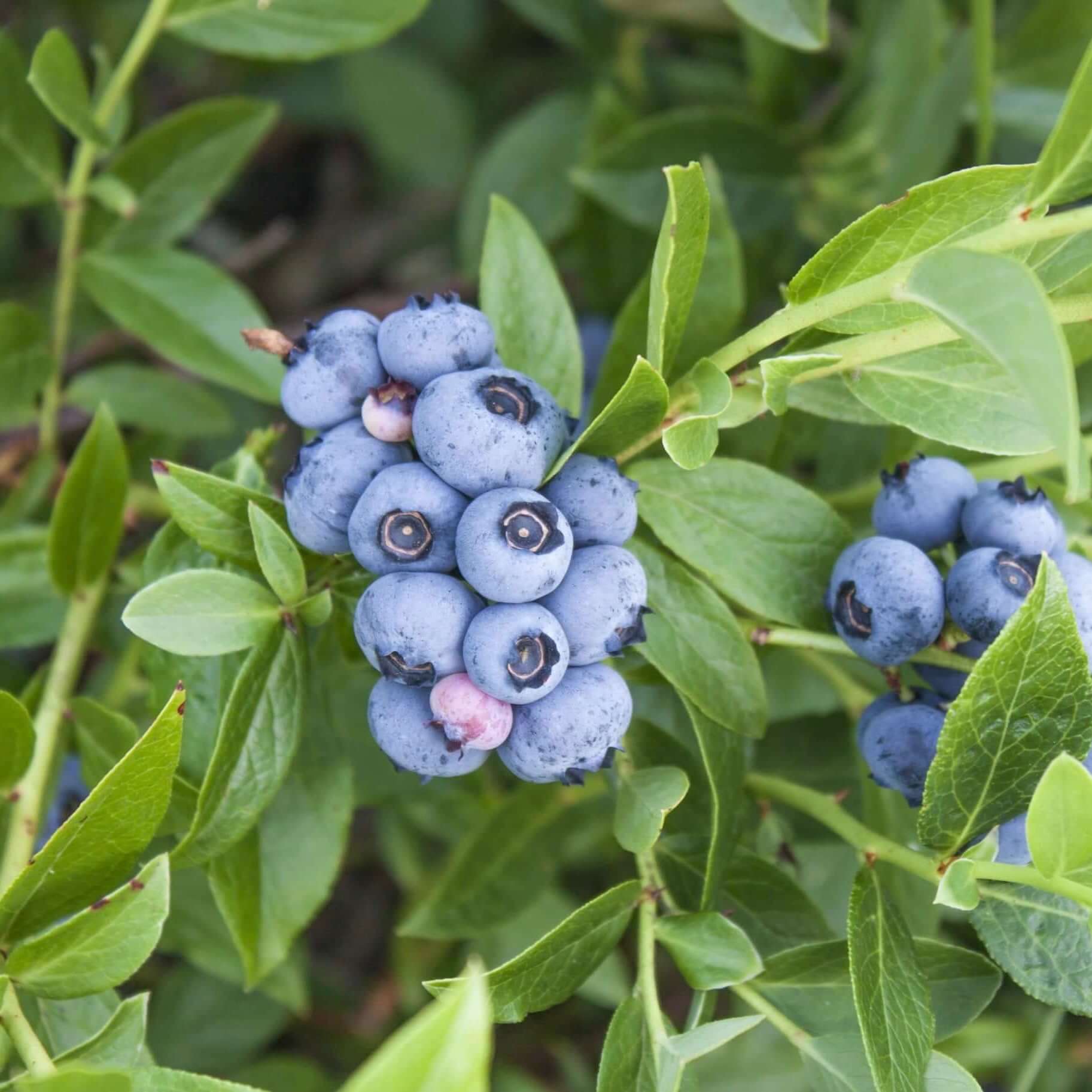 Emerald Blueberry Bush (7863715594495)